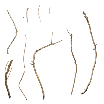 برگ و شاخه13