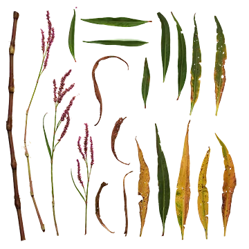 برگ و شاخه7