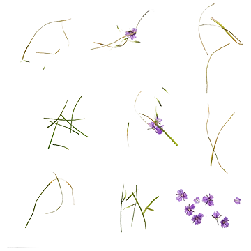 برگ و شاخه8