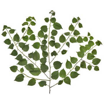 برگ و شاخه15