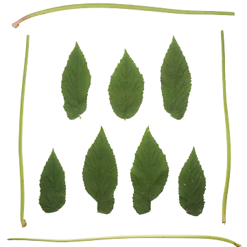 برگ و شاخه16