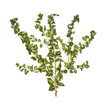 برگ و شاخه19