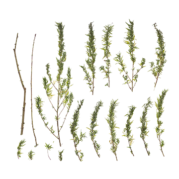 برگ و شاخه20