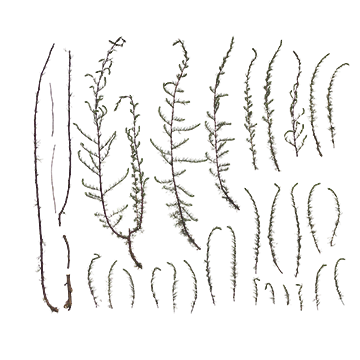 برگ و شاخه21
