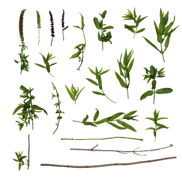 برگ و شاخه10