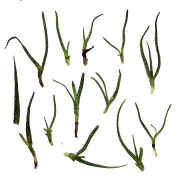 برگ و شاخه11