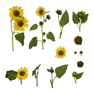 گیاهان یکساله3
